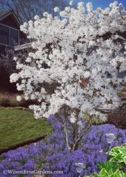 Royal Star Magnolia - 1 Gallon Pot 12 Royal Star Magnolia - 1 Gallon Pot -Garden Outdoor Plant Store Magnolia Royal Star 12