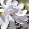 Royal Star Magnolia - 2 Gallon Pot 2 Royal Star Magnolia - 2 Gallon Pot -Garden Outdoor Plant Store Magnolia Royal Star 13 1