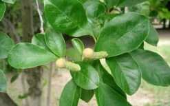 Waterlily Star Magnolia Tree - 3 Gallon Pot 22 Waterlily Star Magnolia Tree - 3 Gallon Pot -Garden Outdoor Plant Store Magnolia Star Waterlily 2