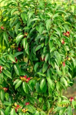 Stellar Ruby Magnolia X Figo - Banana Shrub Hybrid - 2 Gallon Pot -Garden Outdoor Plant Store Magnolia Stellar Ruby 4