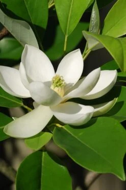 Sweetbay Magnolia - 7 Gallon Pot (5-6') -Garden Outdoor Plant Store Magnolia Sweet Bay 10 1