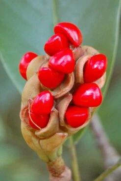 Sweetbay Magnolia - 3-Pack Of 1.5 Quart Pots 14 Sweetbay Magnolia - 3-Pack Of 1.5 Quart Pots -Garden Outdoor Plant Store Magnolia Sweet Bay 14