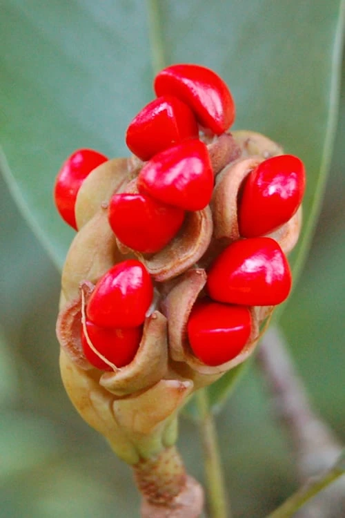 Sweetbay Magnolia - 3-Pack Of 1.5 Quart Pots 8 Sweetbay Magnolia - 3-Pack Of 1.5 Quart Pots - Image 6