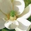 Moonglow Sweetbay Magnolia Tree (Magnolia Virginiana 'Jim Wilson') - 3 Gallon Pot 2 Moonglow Sweetbay Magnolia Tree (Magnolia Virginiana 'Jim Wilson') - 3 Gallon Pot -Garden Outdoor Plant Store Magnolia Sweetbay Moonglow 10