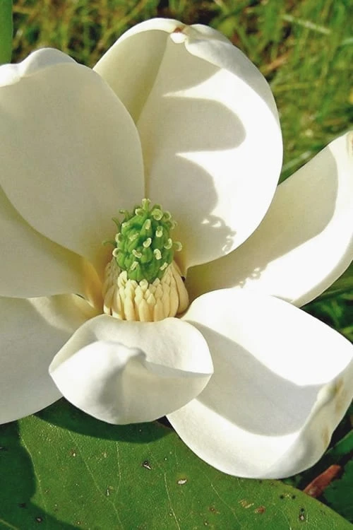 Moonglow Sweetbay Magnolia Tree (Magnolia Virginiana 'Jim Wilson') - 3 Gallon Pot 3 Moonglow Sweetbay Magnolia Tree (Magnolia Virginiana 'Jim Wilson') - 3 Gallon Pot