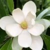 Northern Belle Sweetbay Magnolia Tree (Magnolia Virginiana) - 7 Gallon Pot (5-6') -Garden Outdoor Plant Store Magnolia Sweetbay Northern Belle 1