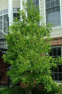 Northern Belle Sweetbay Magnolia Tree (Magnolia Virginiana) - 7 Gallon Pot (3-4') 11 Northern Belle Sweetbay Magnolia Tree (Magnolia Virginiana) - 7 Gallon Pot (3-4') -Garden Outdoor Plant Store Magnolia Sweetbay Northern Belle 2 1
