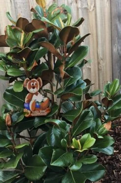 Teddy Bear Dwarf Southern Magnolia - 7 Gallon Pot (3-4') -Garden Outdoor Plant Store Magnolia Teddy Bear 4
