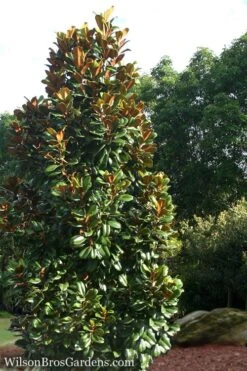 Teddy Bear Dwarf Southern Magnolia - 7 Gallon Pot (3-4') -Garden Outdoor Plant Store Magnolia Teddy Bear 5