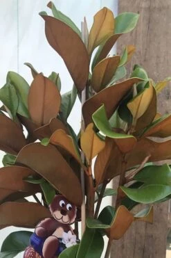 Teddy Bear Dwarf Southern Magnolia - 7 Gallon Pot (3-4') -Garden Outdoor Plant Store Magnolia Teddy Bear 6