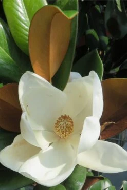 Teddy Bear Dwarf Southern Magnolia - 7 Gallon Pot (3-4') -Garden Outdoor Plant Store Magnolia Teddy Bear 7