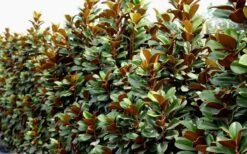 Teddy Bear Dwarf Southern Magnolia - 7 Gallon Pot (3-4') -Garden Outdoor Plant Store Magnolia Teddy Bear 8