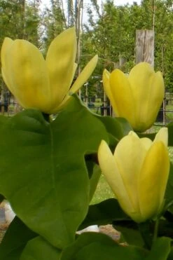 Yellow Bird Magnolia Tulip Tree - 3 Gallon Pot 21 Yellow Bird Magnolia Tulip Tree - 3 Gallon Pot -Garden Outdoor Plant Store Magnolia Yellow Bird 10 1