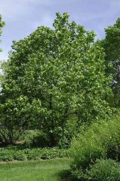 Yellow Bird Magnolia Tulip Tree - 3 Gallon Pot 16 Yellow Bird Magnolia Tulip Tree - 3 Gallon Pot -Garden Outdoor Plant Store Magnolia Yellow Bird 100 1