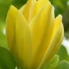 Yellow Bird Magnolia Tulip Tree - 1 Gallon Pot 1 Yellow Bird Magnolia Tulip Tree - 1 Gallon Pot -Garden Outdoor Plant Store Magnolia Yellow Bird 13