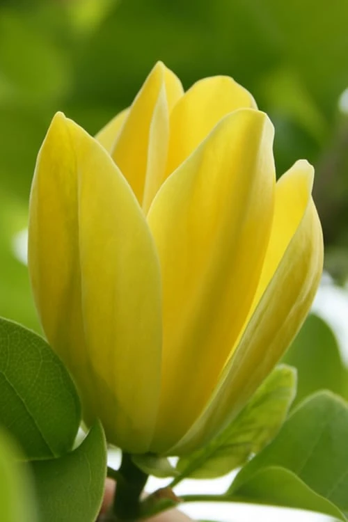 Yellow Bird Magnolia Tulip Tree - 1 Gallon Pot 3 Yellow Bird Magnolia Tulip Tree - 1 Gallon Pot