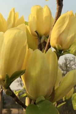 Yellow Bird Magnolia Tulip Tree - 1 Gallon Pot 20 Yellow Bird Magnolia Tulip Tree - 1 Gallon Pot -Garden Outdoor Plant Store Magnolia Yellow Bird 14