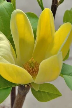 Yellow Bird Magnolia Tulip Tree - 3 Gallon Pot 17 Yellow Bird Magnolia Tulip Tree - 3 Gallon Pot -Garden Outdoor Plant Store Magnolia Yellow Bird 16 1