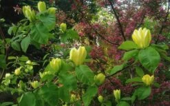 Yellow Bird Magnolia Tulip Tree - 3 Gallon Pot 18 Yellow Bird Magnolia Tulip Tree - 3 Gallon Pot -Garden Outdoor Plant Store Magnolia Yellow Bird 18 1