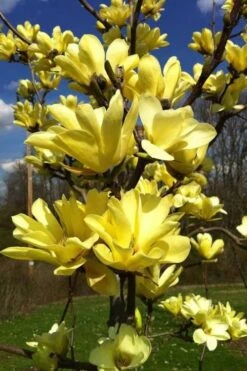 Yellow Bird Magnolia Tulip Tree - 3 Gallon Pot 19 Yellow Bird Magnolia Tulip Tree - 3 Gallon Pot -Garden Outdoor Plant Store Magnolia Yellow Bird 32 1