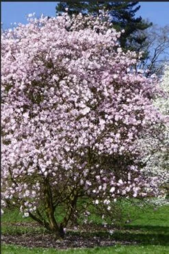 Centennial Blush Star Magnolia - 3 Gallon Pot 11 Centennial Blush Star Magnolia - 3 Gallon Pot -Garden Outdoor Plant Store Magnolia stellata centennial blush 2