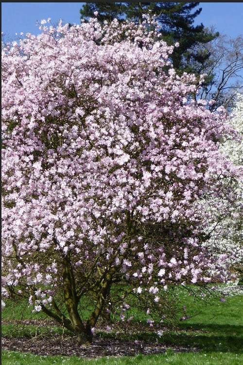 Centennial Blush Star Magnolia - 3 Gallon Pot 6 Centennial Blush Star Magnolia - 3 Gallon Pot - Image 4