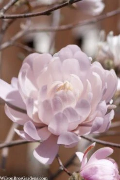 Centennial Blush Star Magnolia - 3 Gallon Pot 13 Centennial Blush Star Magnolia - 3 Gallon Pot -Garden Outdoor Plant Store Magnolia stellata centennial blush 3