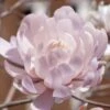 Centennial Blush Star Magnolia - 3 Gallon Pot 2 Centennial Blush Star Magnolia - 3 Gallon Pot -Garden Outdoor Plant Store Magnolia stellata centennial blush 4