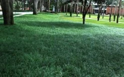 Tall Mondo Grass - 18 Count Flat Of Pint Pots -Garden Outdoor Plant Store Mondo Grass 21