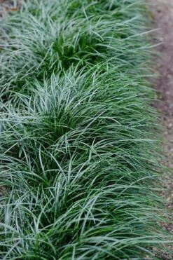 Tall Mondo Grass - 54 Count Flat Of Pint Pots -Garden Outdoor Plant Store Mondo Grass Black 23 1