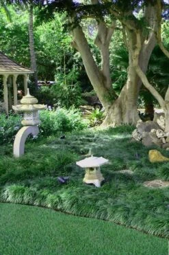 Tall Mondo Grass - 54 Count Flat Of Pint Pots -Garden Outdoor Plant Store Mondo Grass Black 25 1