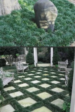 Dwarf Mondo Grass - 18 Count Flat Of Pint Pots -Garden Outdoor Plant Store Mondo Grass Dwarf Rev 500x750 2