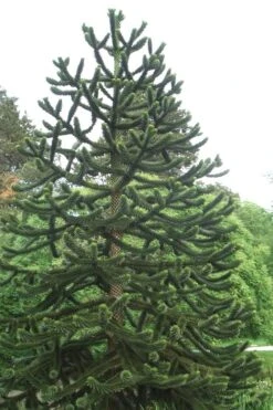 Monkey Puzzle Tree - Araucaria Auracana - 5 Gallon Pot 11 Monkey Puzzle Tree - Araucaria Auracana - 5 Gallon Pot -Garden Outdoor Plant Store Monkey Puzzle Tree 2