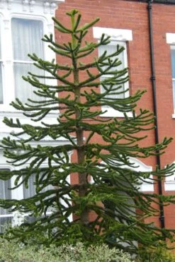 Monkey Puzzle Tree - Araucaria Auracana - 5 Gallon Pot 10 Monkey Puzzle Tree - Araucaria Auracana - 5 Gallon Pot -Garden Outdoor Plant Store Monkey Puzzle Tree 3
