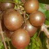 Carlos Bronze Muscadine Grape Vine - 1 Gallon Pot -Garden Outdoor Plant Store Muscadine Carlos 1
