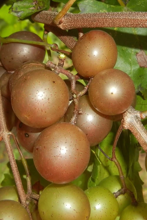 Carlos Bronze Muscadine Grape Vine - 1 Gallon Pot 3 Carlos Bronze Muscadine Grape Vine - 1 Gallon Pot