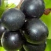 Cowart Black Muscadine Grape Vine - 6 Pack Of 1 Gallon Pots 1 Cowart Black Muscadine Grape Vine - 6 Pack Of 1 Gallon Pots -Garden Outdoor Plant Store Muscadine Cowart 1 1