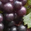 Creek Black Muscadine Grape Vine - 1 Gallon Pot 1 Creek Black Muscadine Grape Vine - 1 Gallon Pot -Garden Outdoor Plant Store Muscadine Creek 1