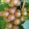 Fry Bronze Muscadine Grape Vine - 1 Gallon Pot -Garden Outdoor Plant Store Muscadine Fry 1