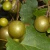 Summit Muscadine - 1 Gallon Pot 2 Summit Muscadine - 1 Gallon Pot -Garden Outdoor Plant Store Muscadine Summit 500x750 1