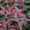 Flirt Dwarf Nandina - 6 Pack Of 1 Gallon Pots 2 Flirt Dwarf Nandina - 6 Pack Of 1 Gallon Pots -Garden Outdoor Plant Store Nandina Flirt 10