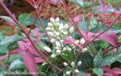 Flirt Dwarf Nandina - 6 Pack Of 1 Gallon Pots -Garden Outdoor Plant Store Nandina Flirt 12