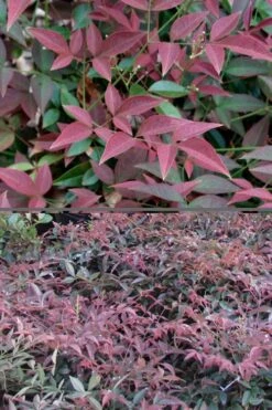 Flirt Dwarf Nandina - 6 Pack Of 1 Gallon Pots -Garden Outdoor Plant Store Nandina Flirt 500x750 1