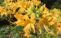 Admiral Semmes Native Azalea - Rhododendron - 3 Gallon Pot -Garden Outdoor Plant Store Native Azalea Admiral Semmes 10