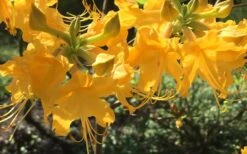 Admiral Semmes Native Azalea - Rhododendron - 3 Gallon Pot -Garden Outdoor Plant Store Native Azalea Admiral Semmes 12