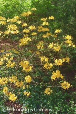 Admiral Semmes Native Azalea - Rhododendron - 3 Gallon Pot -Garden Outdoor Plant Store Native Azalea Admiral Semmes 22 500x750 1