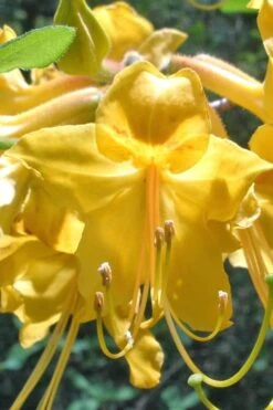 Admiral Semmes Native Azalea - Rhododendron - 3 Gallon Pot -Garden Outdoor Plant Store Native Azalea Admiral Semmes 500x750 1