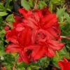 Augies Red Aromi Azalea (Rhododendron Hybrid) - 3 Gallon Pot 2 Augies Red Aromi Azalea (Rhododendron Hybrid) - 3 Gallon Pot -Garden Outdoor Plant Store Native Azalea Augies Red 3