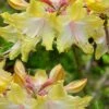 Clear Creek Aromi Azalea (Rhododendron) - 1 Gallon Pot -Garden Outdoor Plant Store Native Azalea Clear Creek Aromi 20