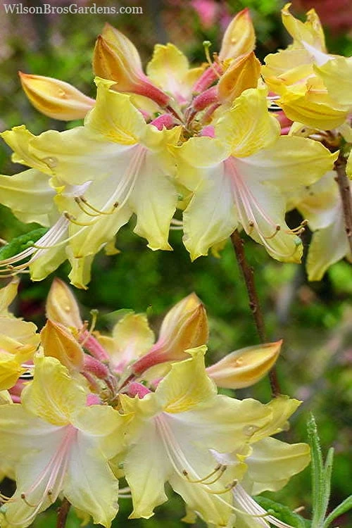 Clear Creek Aromi Azalea (Rhododendron) - 1 Gallon Pot 3 Clear Creek Aromi Azalea (Rhododendron) - 1 Gallon Pot